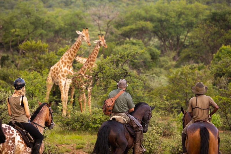 Horse Safari