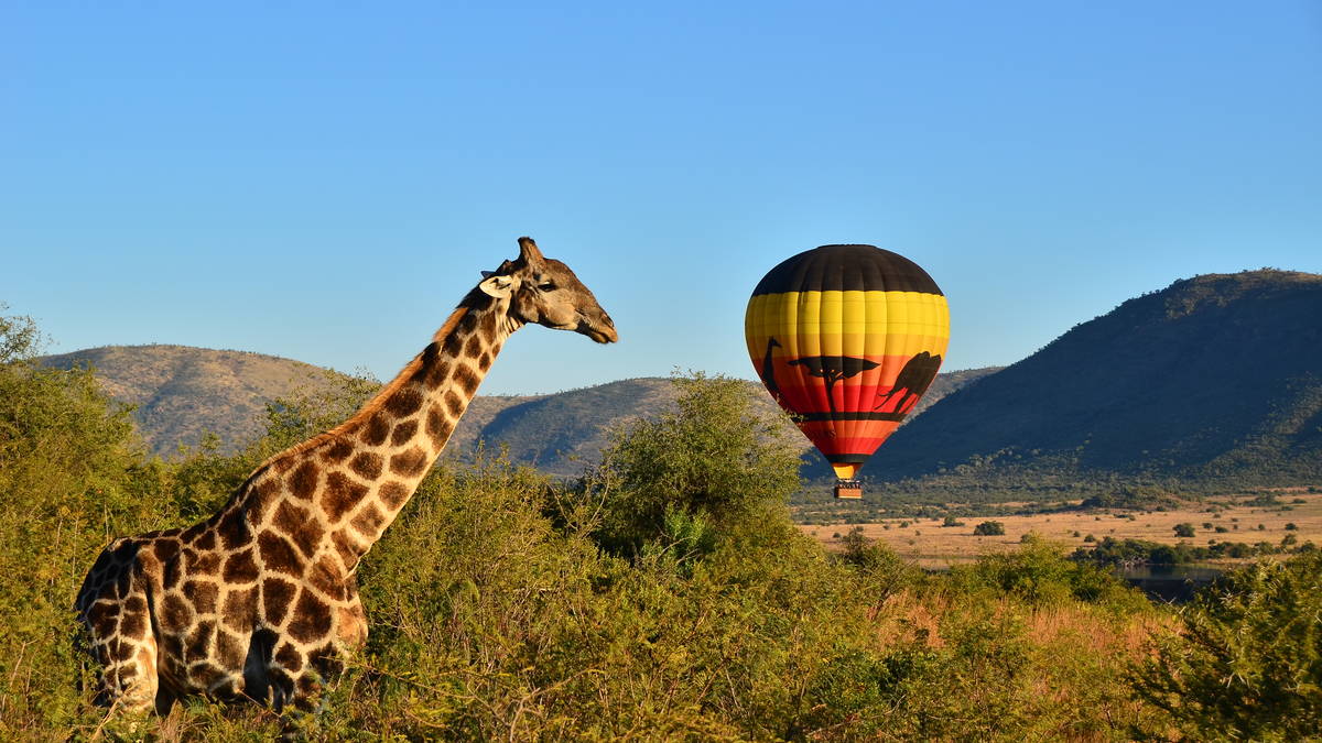 Balloon Safari